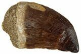 Large, Fossil Mosasaur (Prognathodon) Tooth - Morocco #261872-1